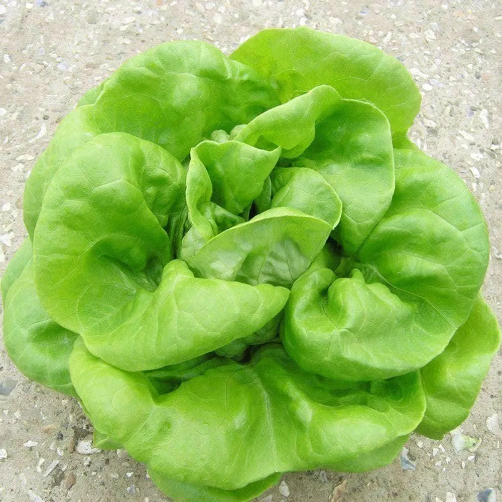 Heirloom Buttercrunch Lettuce Seeds (1g) by Patriot Seeds