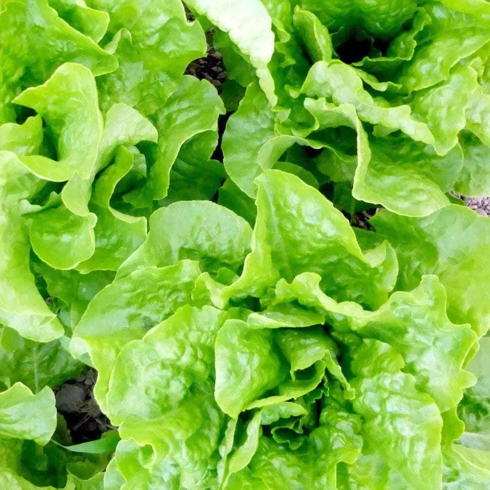 Heirloom Buttercrunch Lettuce Seeds (1g) by Patriot Seeds